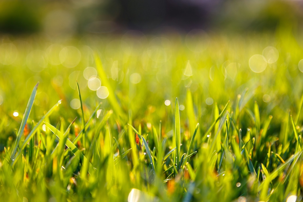 Lawn mowing